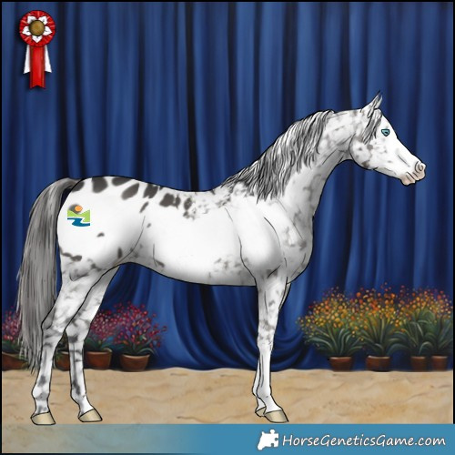 Horse Color:Black Frame Appaloosa 