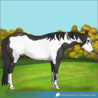 Horse Color:Brown Frame Rabicano 