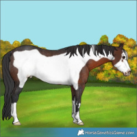 Horse Color:Brown Frame Rabicano 