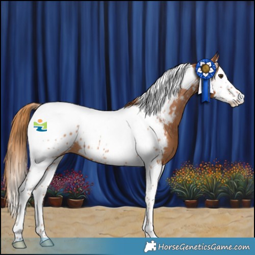 Horse Color:Chestnut Splash Tobiano Appaloosa 
