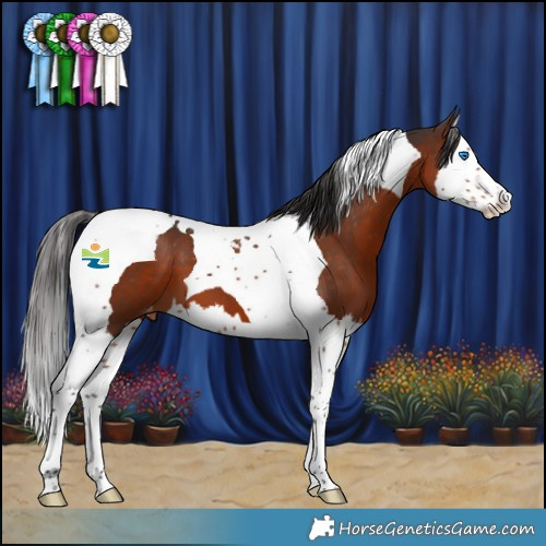 Horse Color:Brown Splash Tobiano Appaloosa 