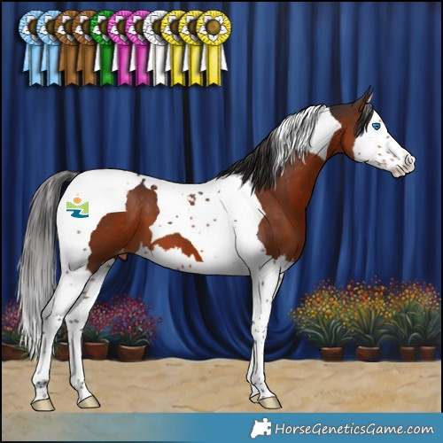 Horse Color:Brown Splash Tobiano Appaloosa 