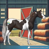Horse Color:Liver Chestnut Splash Tobiano 