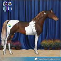 Horse Color:Liver Chestnut Tobiano 