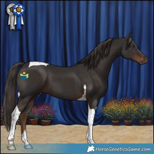 Horse Color:Liver Chestnut Tobiano 
