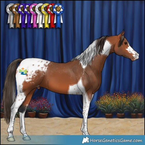 Horse Color:Bay Tobiano Appaloosa 