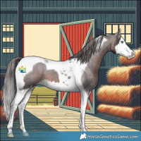 Horse Color:Brown Splash Tobiano Appaloosa 