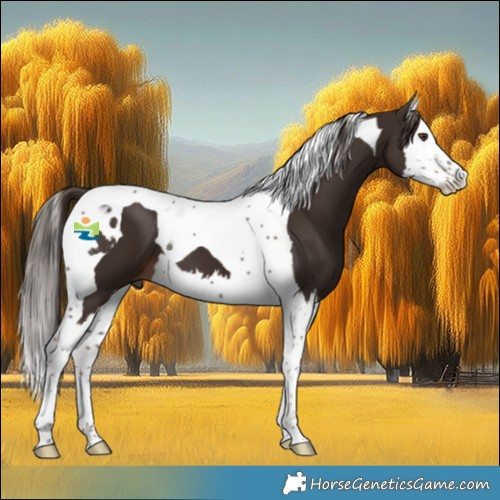 Horse Color:Liver Chestnut Splash Tobiano 