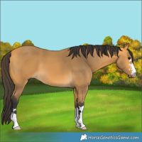 Horse Color:Buckskin