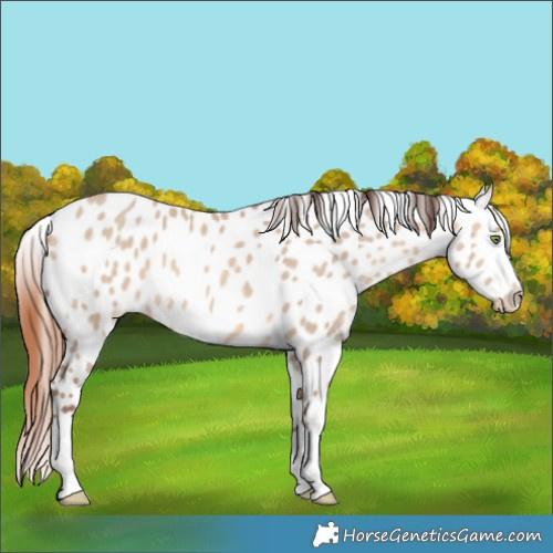 Horse Color:Amber Champagne Dun Appaloosa 