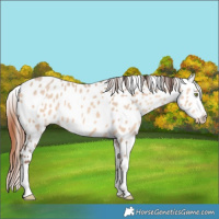Horse Color:Amber Champagne Dun Appaloosa 
