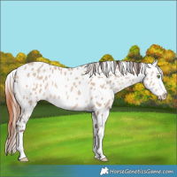 Horse Color:Amber Champagne Dun Appaloosa 