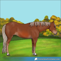 Horse Color:Chestnut 