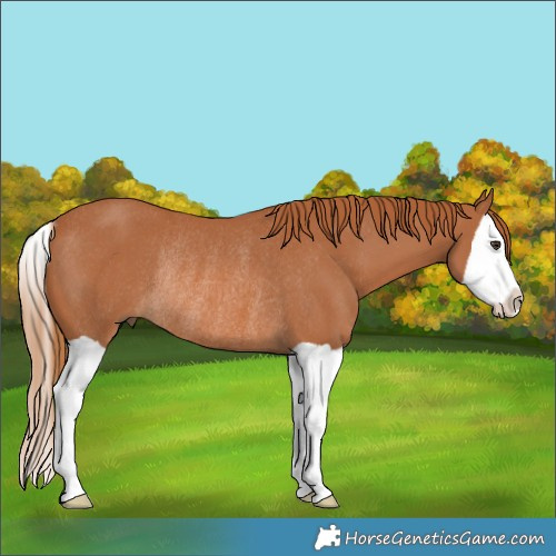 Horse Color:Chestnut Splash Rabicano 