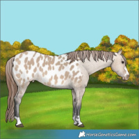 Horse Color:Bay Dun Appaloosa 
