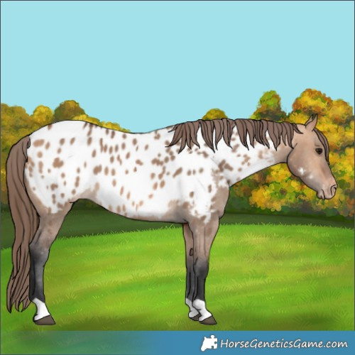 Horse Color:Bay Dun Appaloosa 