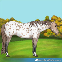 Horse Color:Bay Dun Near Leopard 