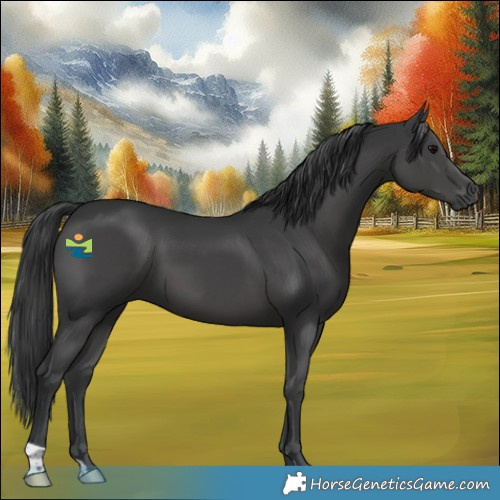 Horse Color:Black 