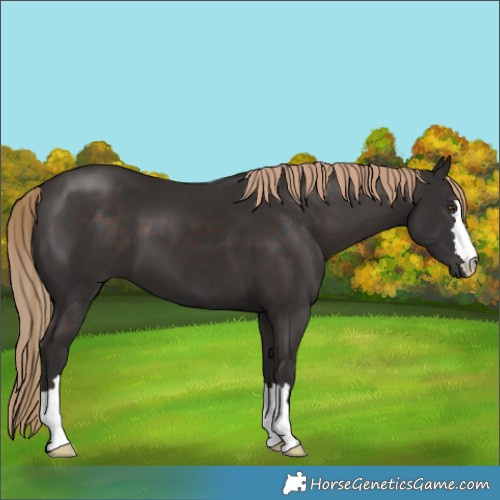 Horse Color:Liver Chestnut