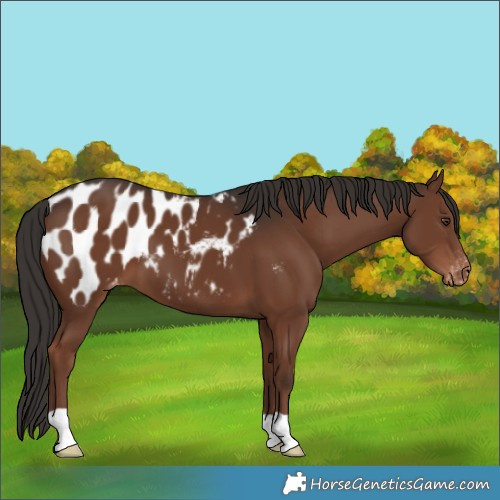 Horse Color:Liver Chestnut Appaloosa 