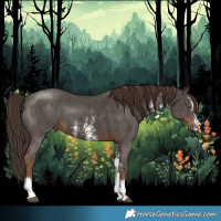 Horse Color:Liver Chestnut Sabino