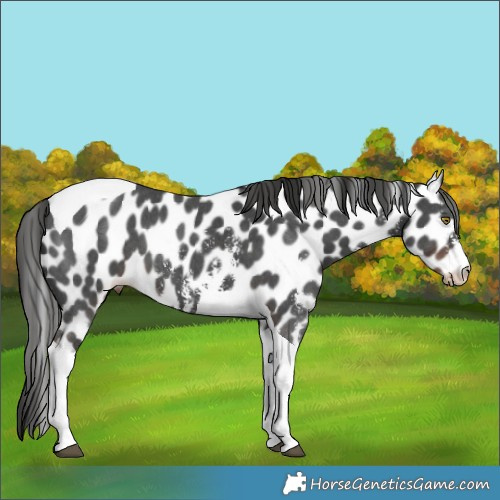 Horse Color:Liver Chestnut Sabino Tobiano Appaloosa 