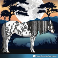 Horse Color:Liver Chestnut Sabino Tobiano Leopard 