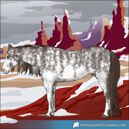 Horse Color:Liver Chestnut Sabino