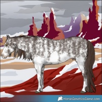 Horse Color:Liver Chestnut Sabino