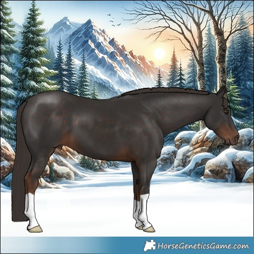 Horse Color:Liver Chestnut 