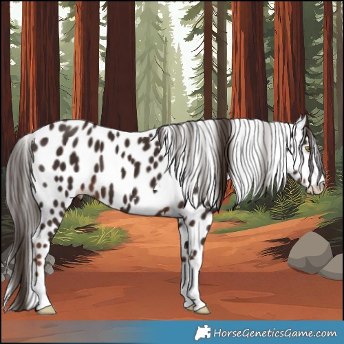 Horse Color:Liver Chestnut Appaloosa