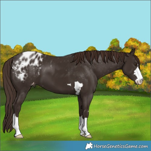 Horse Color:Liver Chestnut Appaloosa