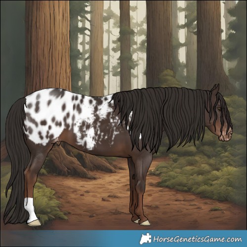 Horse Color:Liver Chestnut Appaloosa 