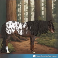 Horse Color:Liver Chestnut Near Leopard 