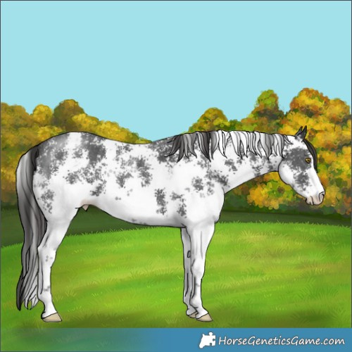 Horse Color:Liver Chestnut Sabino 