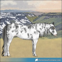 Horse Color:Liver Chestnut Sabino 