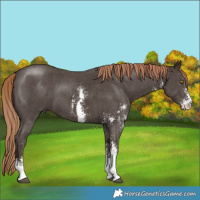 Horse Color:Liver Chestnut Sabino 