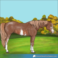 Horse Color:Chestnut Sabino