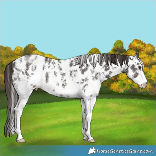 Horse Color:Liver Chestnut Sabino Appaloosa 