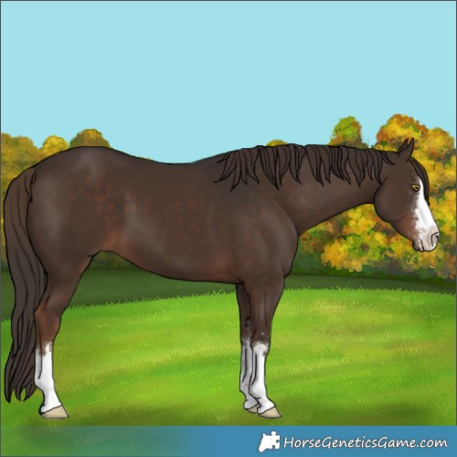 Horse Color:Liver Chestnut 