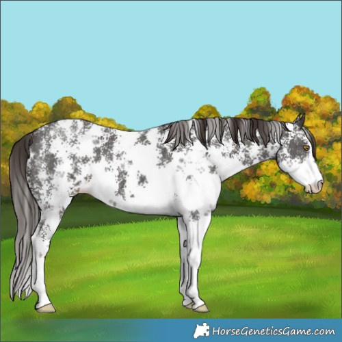 Horse Color:Liver Chestnut Sabino