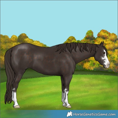 Horse Color:Liver Chestnut