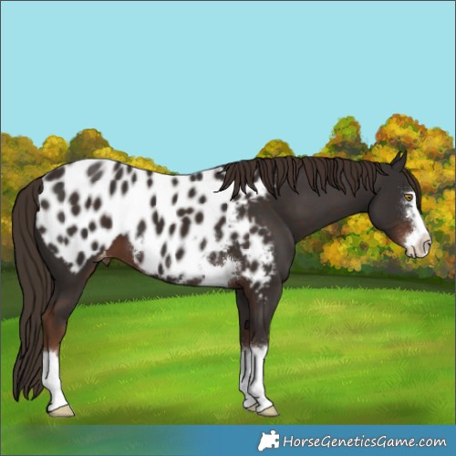 Horse Color:Liver Chestnut Appaloosa