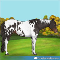 Horse Color:Liver Chestnut Tobiano Blanket