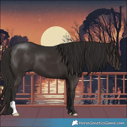 Horse Color:Liver Chestnut 