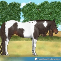 Horse Color:Liver Chestnut Tobiano 