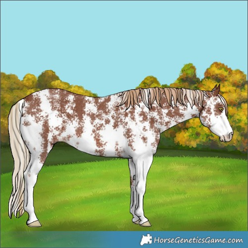 Horse Color:Chestnut Sabino