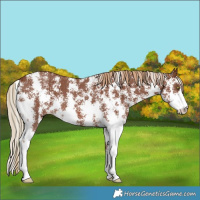 Horse Color:Chestnut Sabino 