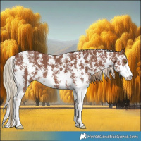 Horse Color:Chestnut Sabino 