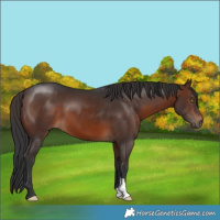 Horse Color:Brown 